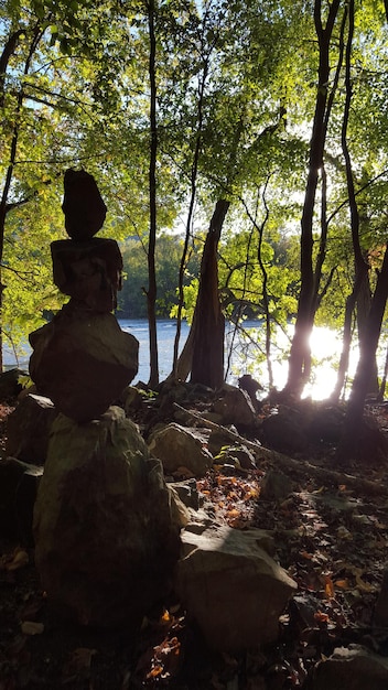 A person meditating in a quiet, natural setting, with sunlight gently streaming through the trees, symbolizing inner peace and mental clarity.