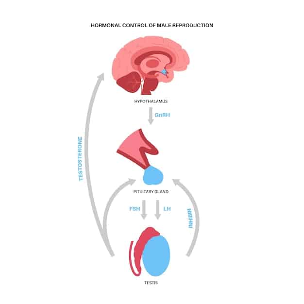 A schematic diagram illustrating the interaction between the amygdala, hippocampus, and prefrontal cortex in the context of emotional resilience. Highlighted are the neural pathways and their functions related to stress response.