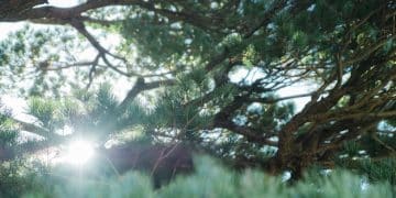 Boost Emotional Resilience: Discover the Power of Nature - Cover Image