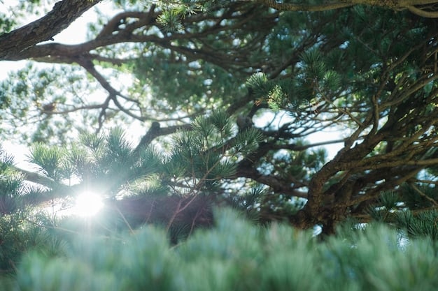 Boost Emotional Resilience: Discover the Power of Nature