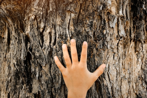 A close-up of a person's hands gently touching the bark of a tree in a forest, emphasizing the sensory experience and connection with nature. The image captures textures, colors, and the feeling of being grounded and present in the moment.