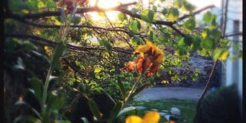Discover 5 Unexpected Benefits of Mindful Gardening in 2025 - Cover Image