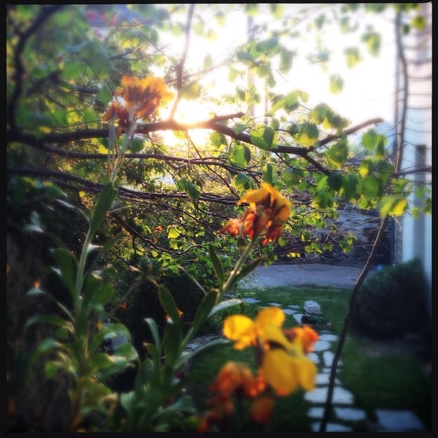 Discover 5 Unexpected Benefits of Mindful Gardening in 2025