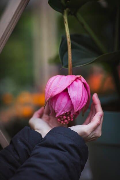 Close-up shot of hands gently holding a lotus flower, symbolizing purity and enlightenment. The background is blurred to focus solely on the hands and the flower.