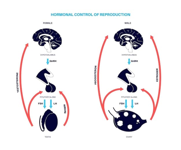 A diagram illustrating the effects of cortisol on the hippocampus, amygdala, and prefrontal cortex. Include arrows showing the direction of influence and key changes in each region.