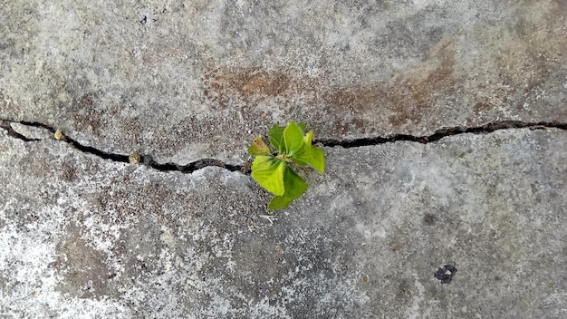 A close-up shot of a resilient plant growing through a crack in concrete, symbolizing strength and perseverance in the face of adversity.