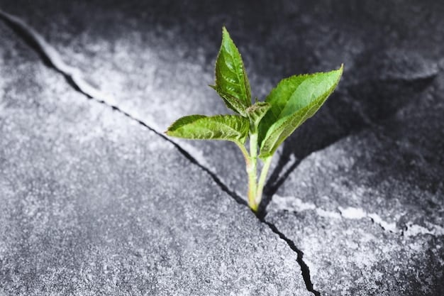 A close-up of a seedling pushing through cracked earth, symbolizing growth and resilience in nature.